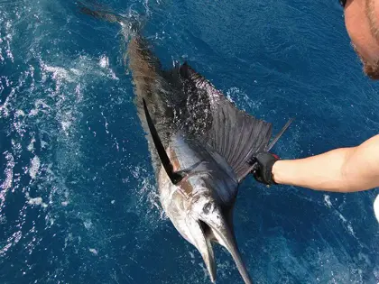 drifwood-fishing-aruba